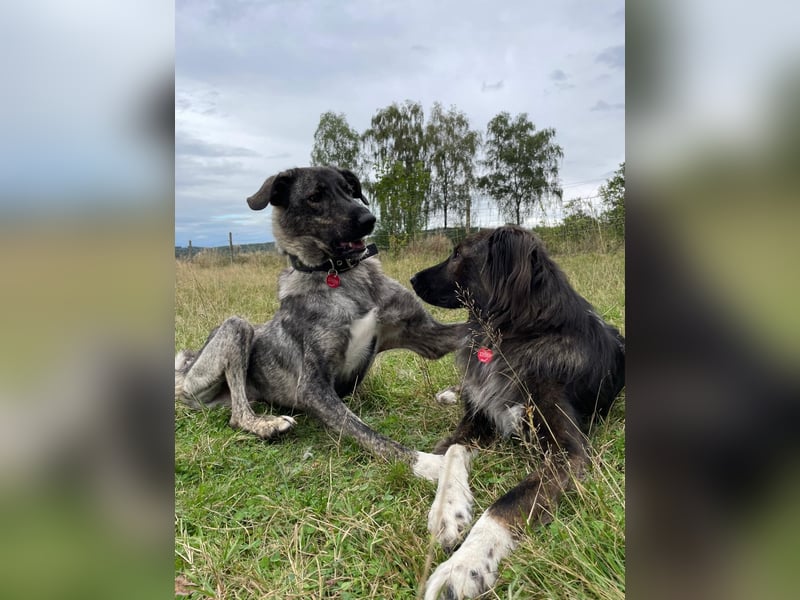 ARI, Seelenhund, Pflegestelle 57635, 2,5 Jahre, 62 cm, Mischling, Tierschutz Rumänien