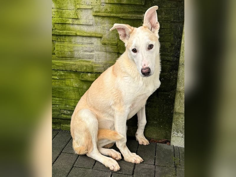 ♥SEPPI♥ auf Pflegestelle bei Köln - süßer, ganz lieber, etwas unsicherer Junior 63 cm