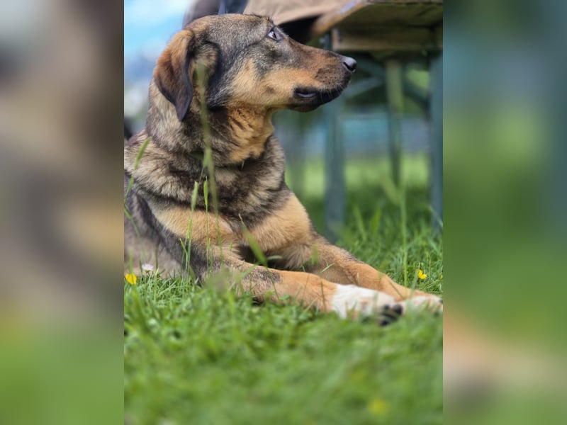 AMY, liebe Frohnatur, 2 Jahre, 59 cm, Mischling, Pflegestelle 57635, Tierschutz Rumänien
