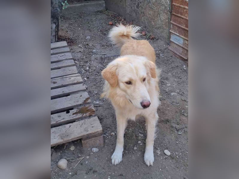 ⭐️CEDRIC⭐️, Goldschatz, Rüde, 3,5 Jahre, 60 cm, Mischling, Tierschutz Rumänien