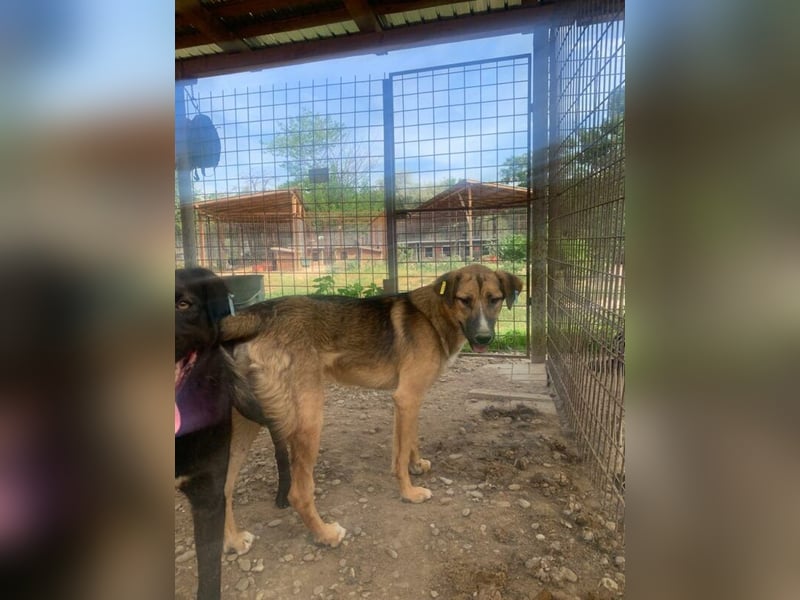 ♥KASPER♥ verschmuster, sehr menschenbezogener Rüde; er möchte so gerne die Welt kennenlernen 62 cm