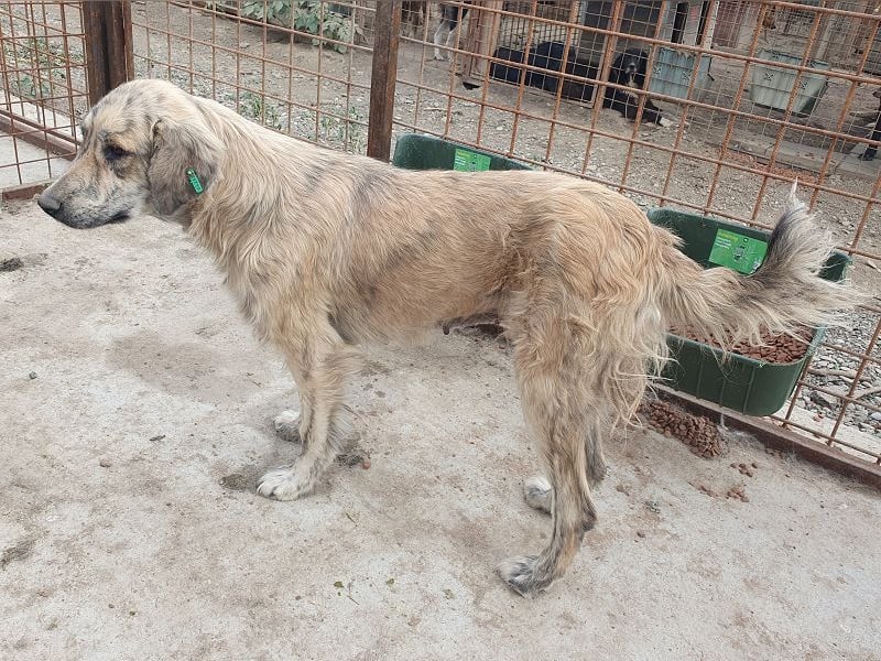 ♥ANNA♥ wunderschöne, große, sanfte und ruhige Hündin 63 cm