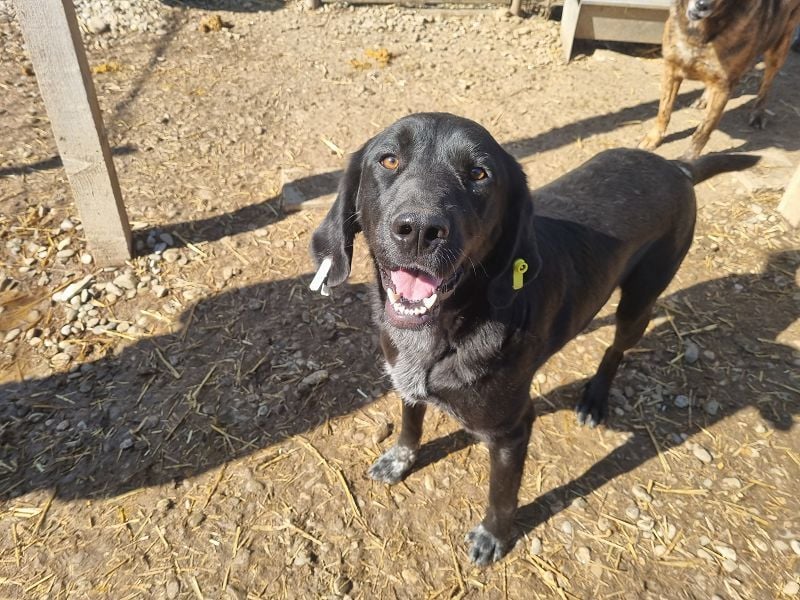 ♥OBELIX♥ ganz menschenbezogener und zutraulicher Pointer-Mix-Junghund 61 cm