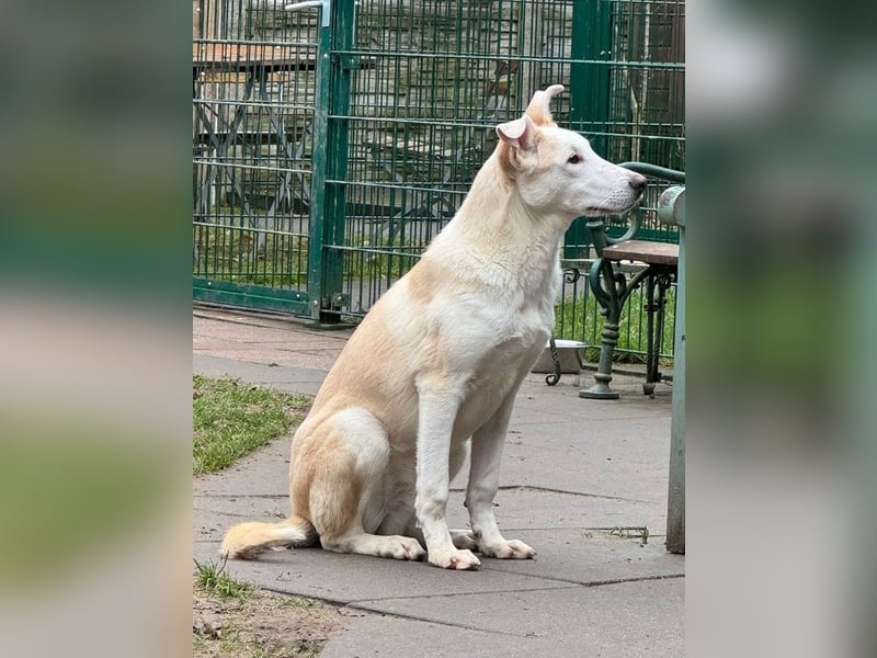 ♥SEPPI♥ auf Pflegestelle bei Köln - süßer, ganz lieber, etwas unsicherer Junior 63 cm