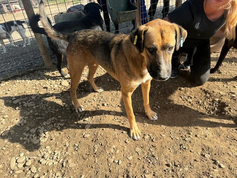 ♥KASPER♥ verschmuster, sehr menschenbezogener Rüde; er möchte so gerne die Welt kennenlernen 62 cm