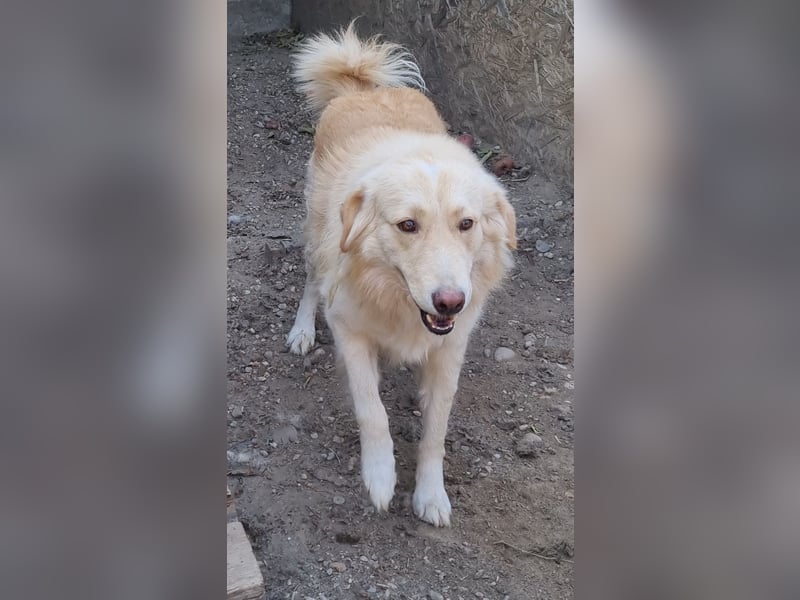 ⭐️CEDRIC⭐️, Goldschatz, Rüde, 3,5 Jahre, 60 cm, Mischling, Tierschutz Rumänien