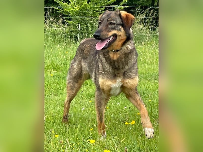 AMY, liebe Frohnatur, 2 Jahre, 59 cm, Mischling, Pflegestelle 57635, Tierschutz Rumänien