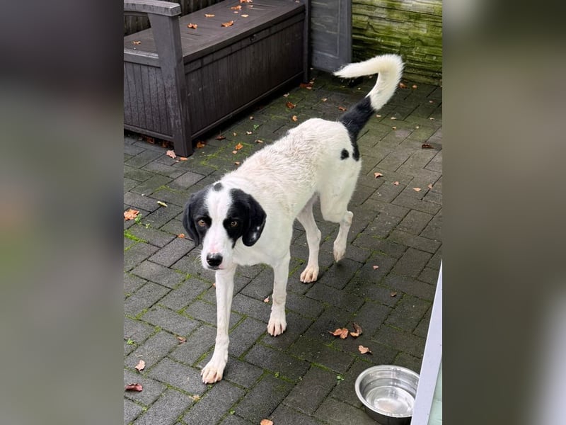 ♥NEISHA♥ neu auf Pflegestelle bei Köln - wunderbare, sanfte, verschmuste Hündin 63 cm