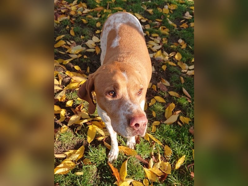 ♥BEAU♥ verliert sein Zuhause in Gelsenk-verschmuster, fitter,gut erzogener Labrador-PointerRüde 63cm