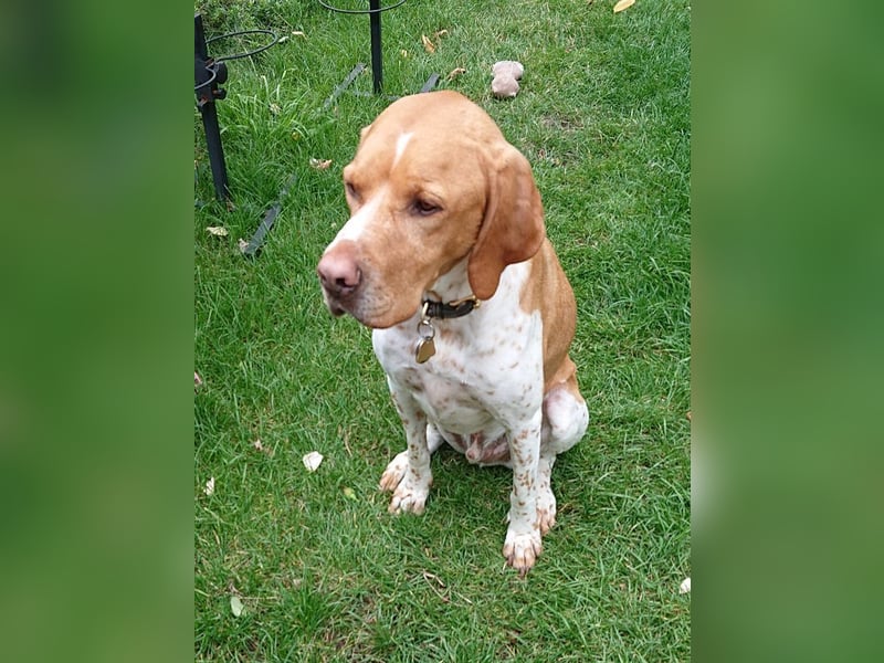 ♥BEAU♥ verliert sein Zuhause in GE-verschmuster, ganz fitter,gut erzogener Labrador-PointerRüde 63cm