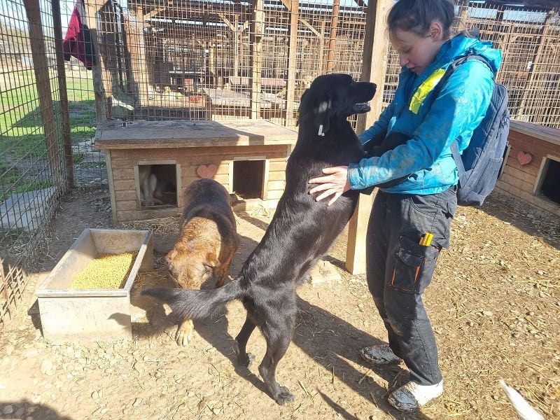 ♥OBELIX♥ ganz menschenbezogener und zutraulicher Pointer-Mix-Junghund 61 cm