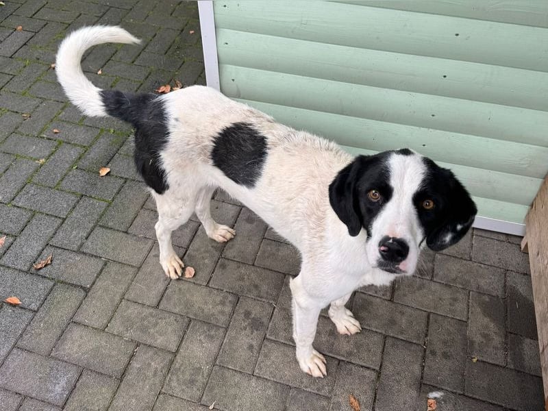 ♥NEISHA♥ neu auf Pflegestelle bei Köln - wunderbare, sanfte, verschmuste Hündin 63 cm