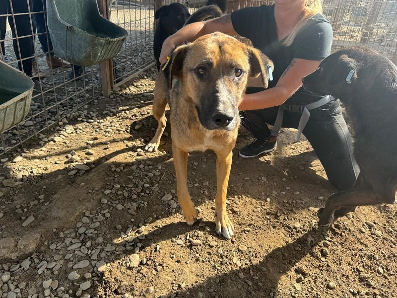 ♥KASPER♥ verschmuster, sehr menschenbezogener Rüde; er möchte so gerne die Welt kennenlernen 62 cm