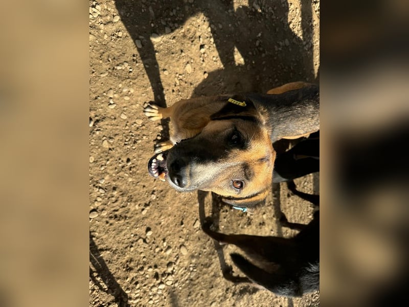 ♥KASPER♥ verschmuster, sehr menschenbezogener Rüde; er möchte so gerne die Welt kennenlernen 62 cm