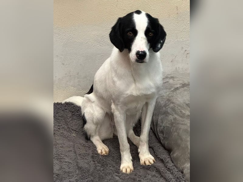 ♥NEISHA♥ neu auf Pflegestelle bei Köln - wunderbare, sanfte, verschmuste Hündin 63 cm