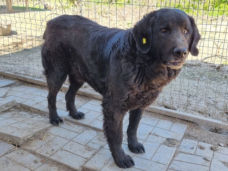 ♥BRAVEHEART♥ so menschenbezogener, dankbarer großer Rüde - ein Lämmchen im Hundekörper 65 cm