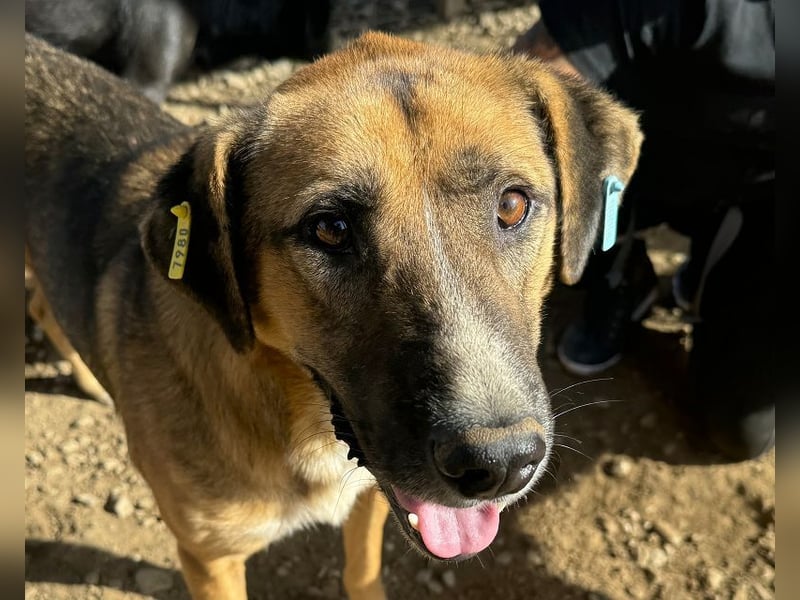 ♥KASPER♥ verschmuster, sehr menschenbezogener Rüde; er möchte so gerne die Welt kennenlernen 62 cm