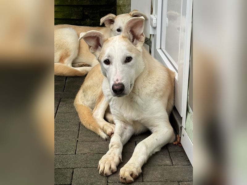 ♥SEPPI♥ auf Pflegestelle bei Köln - süßer, ganz lieber, etwas unsicherer Junior 63 cm