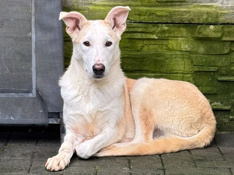 ♥SEPPI♥ auf Pflegestelle bei Köln - süßer, ganz lieber, etwas unsicherer Junior 63 cm