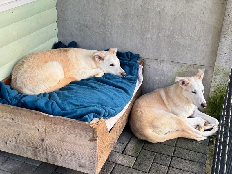 ♥SEPPI♥ auf Pflegestelle bei Köln - süßer, ganz lieber, etwas unsicherer Junior 63 cm