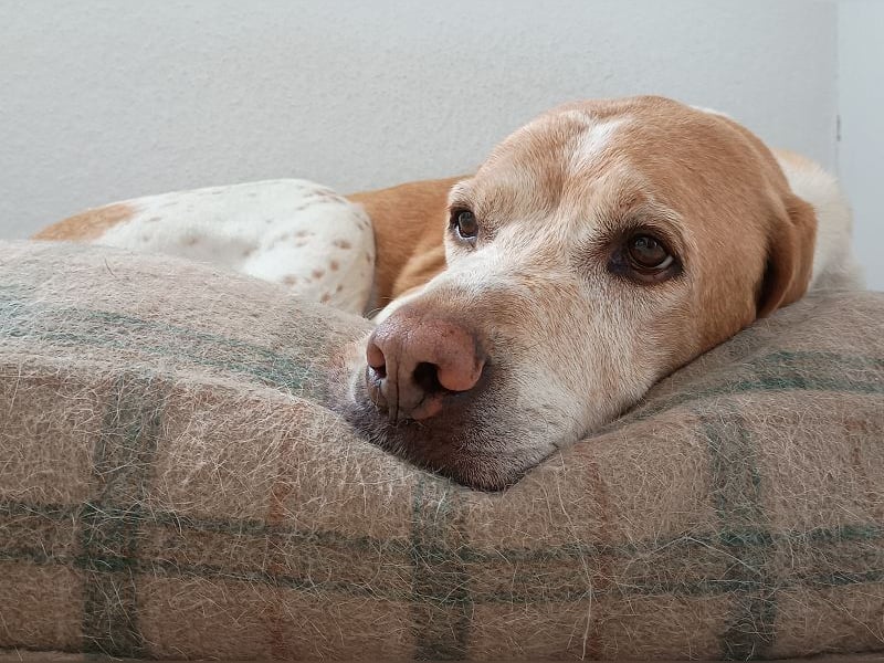 ♥BEAU♥ verliert sein Zuhause in GE-verschmuster, ganz fitter,gut erzogener Labrador-PointerRüde 63cm