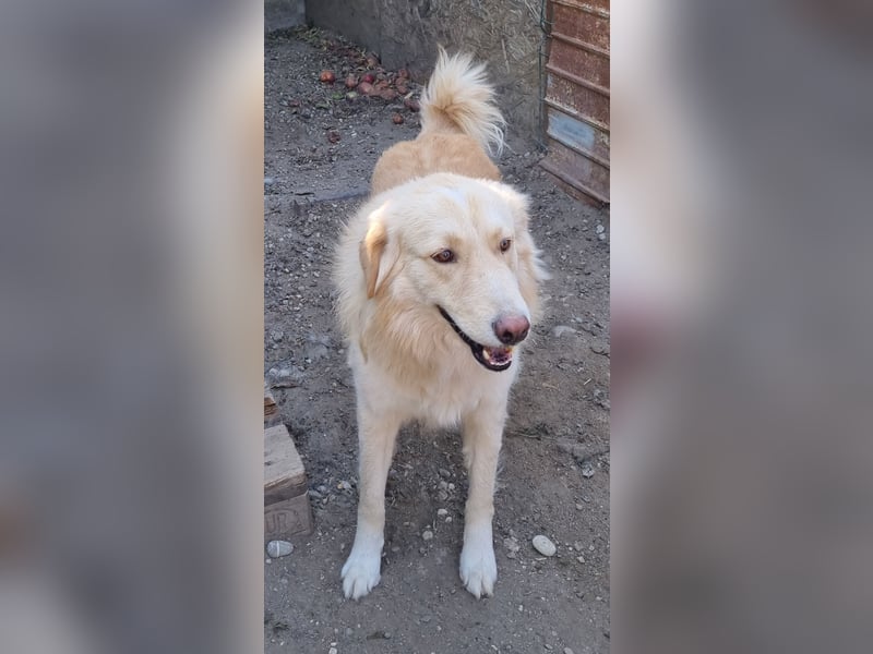 ⭐️CEDRIC⭐️, Goldschatz, Rüde, 3,5 Jahre, 60 cm, Mischling, Tierschutz Rumänien