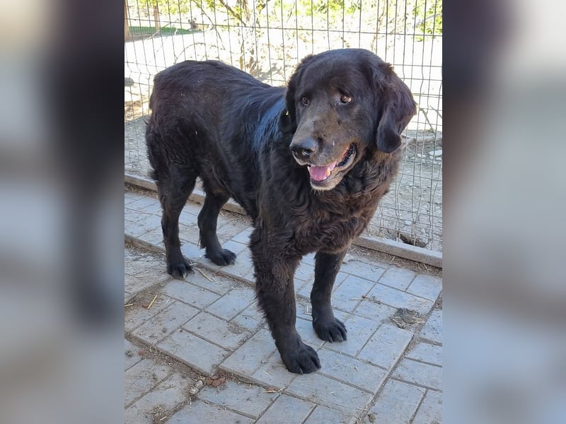 ♥BRAVEHEART♥ so menschenbezogener, dankbarer großer Rüde - ein Lämmchen im Hundekörper 65 cm