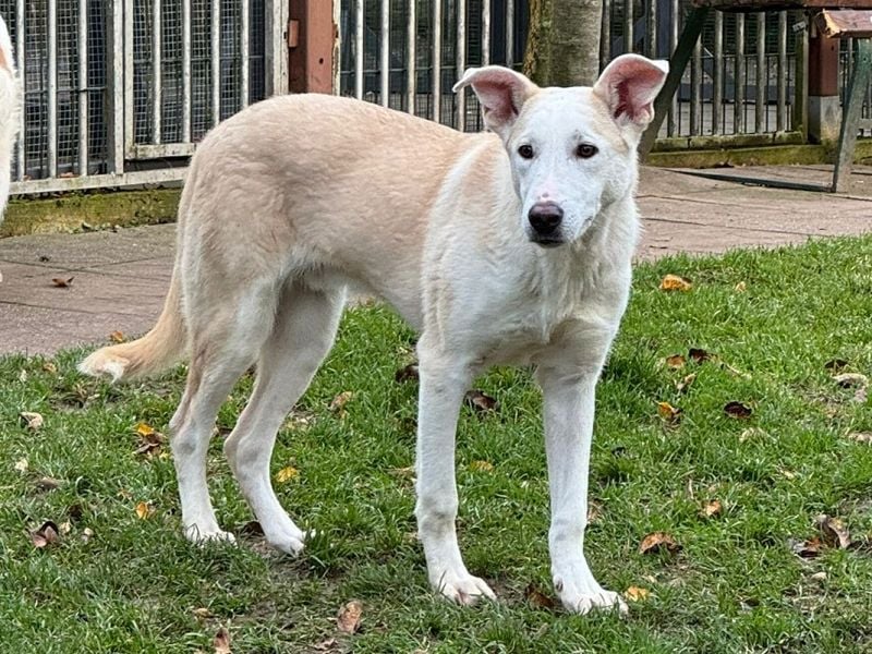 ♥SEPPI♥ auf Pflegestelle bei Köln - süßer, ganz lieber, etwas unsicherer Junior 63 cm