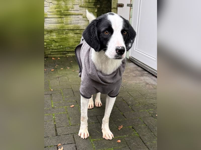 ♥NEISHA♥ neu auf Pflegestelle bei Köln - wunderbare, sanfte, verschmuste Hündin 63 cm