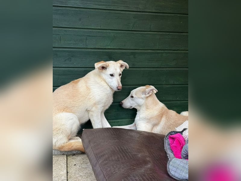 ♥SINA♥ auf Pflegestelle bei Köln - zuckersüße, ganz liebe, noch etwas unsichere Juniorin 61 cm
