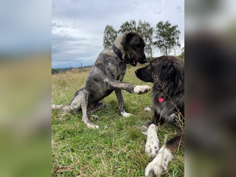 ARI, Seelenhund, Pflegestelle 57635, 2,5 Jahre, 62 cm, Mischling, Tierschutz Rumänien