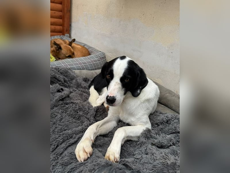 ♥NEISHA♥ neu auf Pflegestelle bei Köln - wunderbare, sanfte, verschmuste Hündin 63 cm