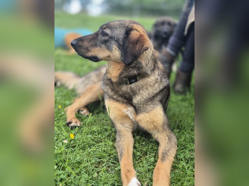 AMY, liebe Frohnatur, 2 Jahre, 59 cm, Mischling, Pflegestelle 57635, Tierschutz Rumänien