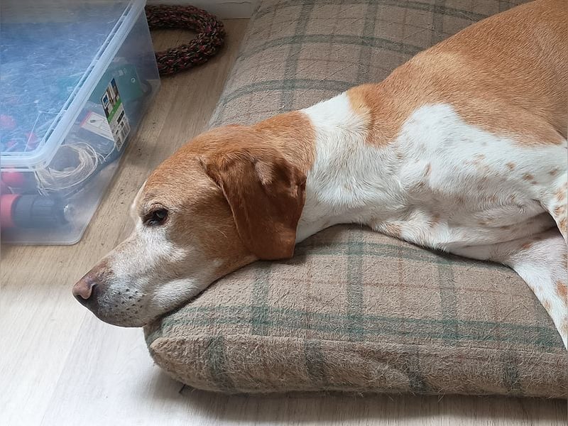 ♥BEAU♥ verliert sein Zuhause in Gelsenk-verschmuster, fitter,gut erzogener Labrador-PointerRüde 63cm