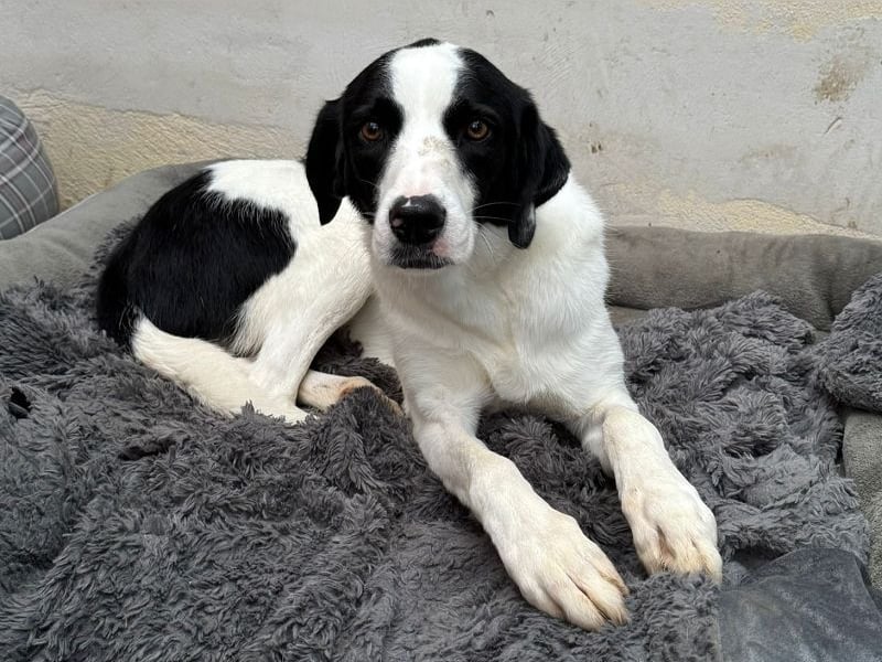 ♥NEISHA♥ neu auf Pflegestelle bei Köln - wunderbare, sanfte, verschmuste Hündin 63 cm