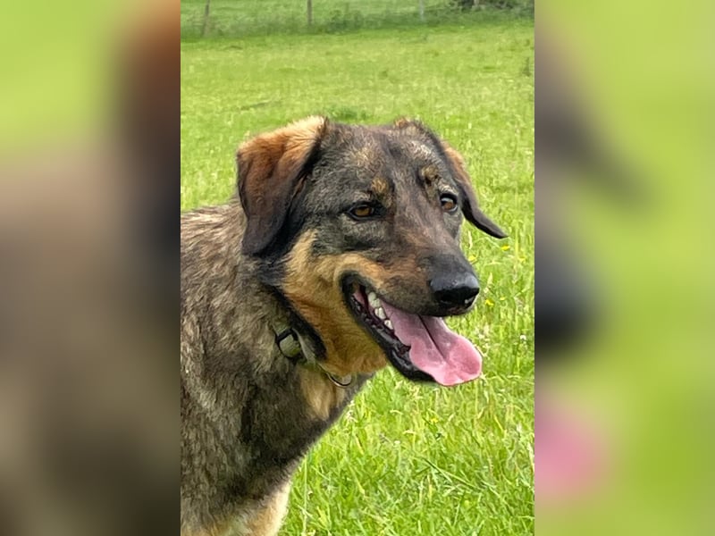 AMY, liebe Frohnatur, 2 Jahre, 59 cm, Mischling, Pflegestelle 57635, Tierschutz Rumänien
