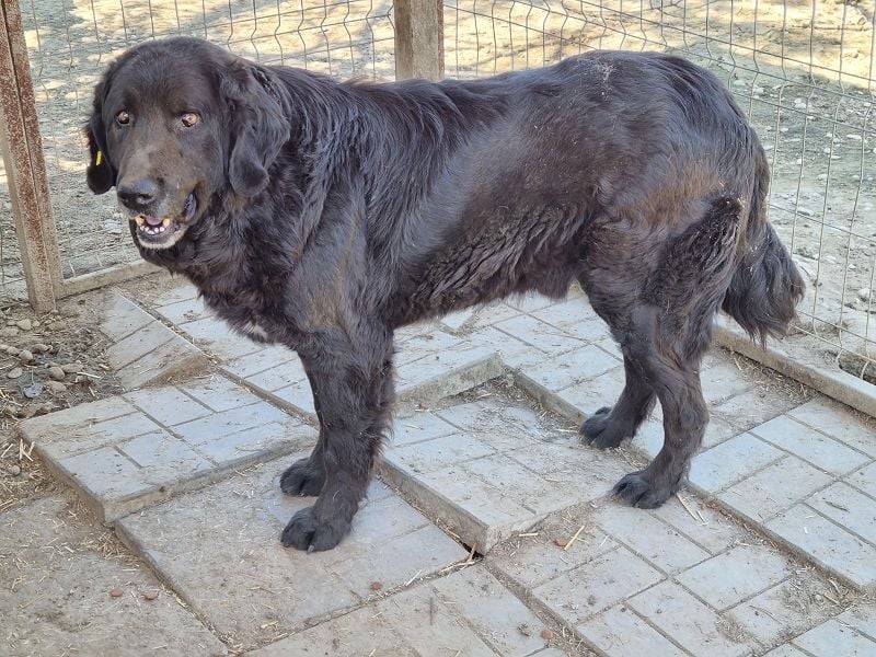 ♥BRAVEHEART♥ so menschenbezogener, dankbarer großer Rüde - ein Lämmchen im Hundekörper 65 cm