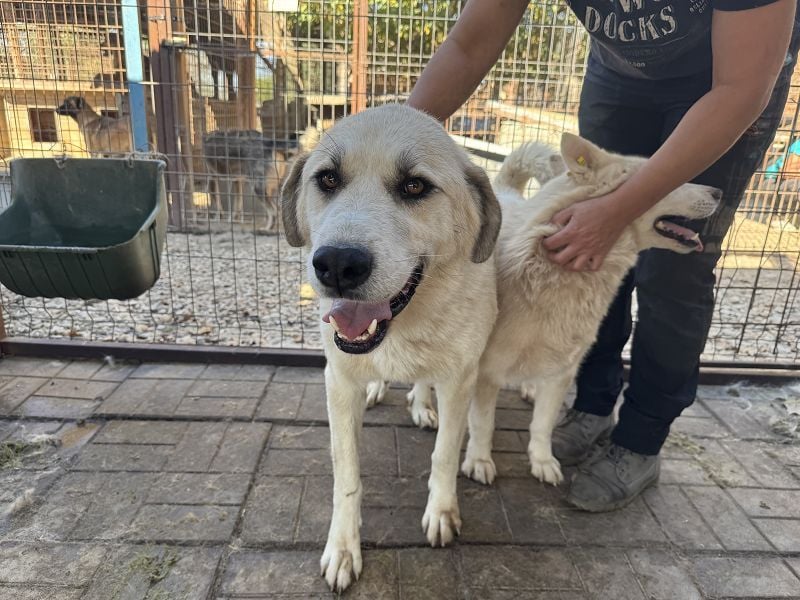 ♥BRADLEY♥ wunderschöner,so lieber,stattlicher HerdenschutzRüde mit einem wundervollen Charakter 71cm
