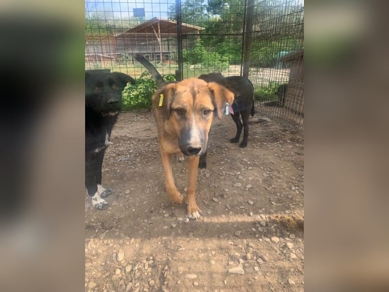 ♥KASPER♥ verschmuster, sehr menschenbezogener Rüde; er möchte so gerne die Welt kennenlernen 62 cm