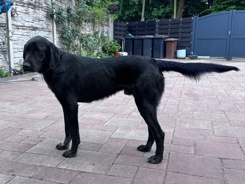 ♥OBELIX♥ neu auf Pflegestelle bei Köln - verschmuster, wahnsinnig toller Traumhund 62 cm