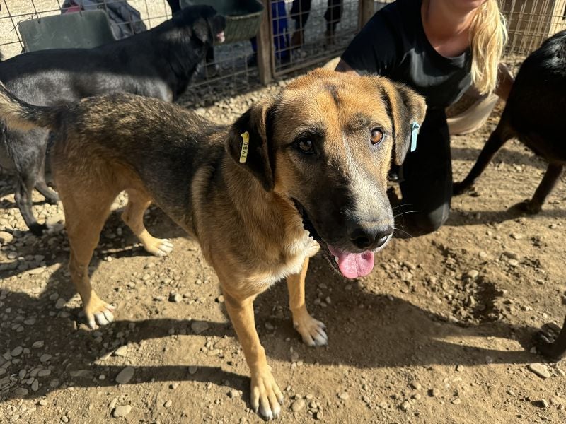 ♥KASPER♥ verschmuster, sehr menschenbezogener Rüde; er möchte so gerne die Welt kennenlernen 62 cm