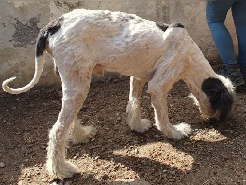 NOTFALL ♥POLDI♥ armer, viel zu dünner, verschmuster blinder Rüde mit einem tollen Charakter 65cm