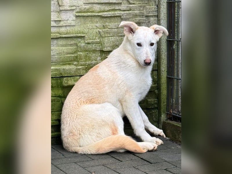 ♥SINA♥ auf Pflegestelle bei Köln - zuckersüße, ganz liebe, noch etwas unsichere Juniorin 61 cm