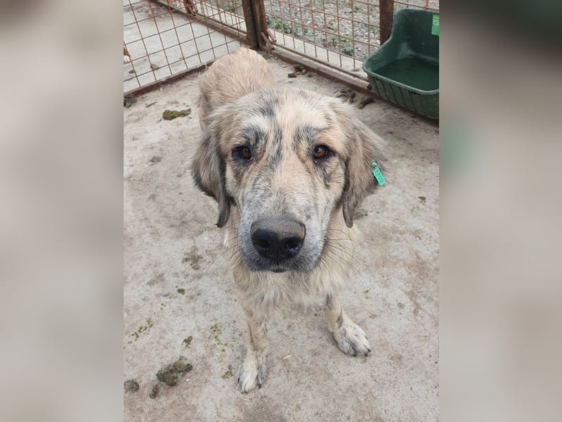 ♥ANNA♥ wunderschöne, große, sanfte und ruhige Hündin 63 cm