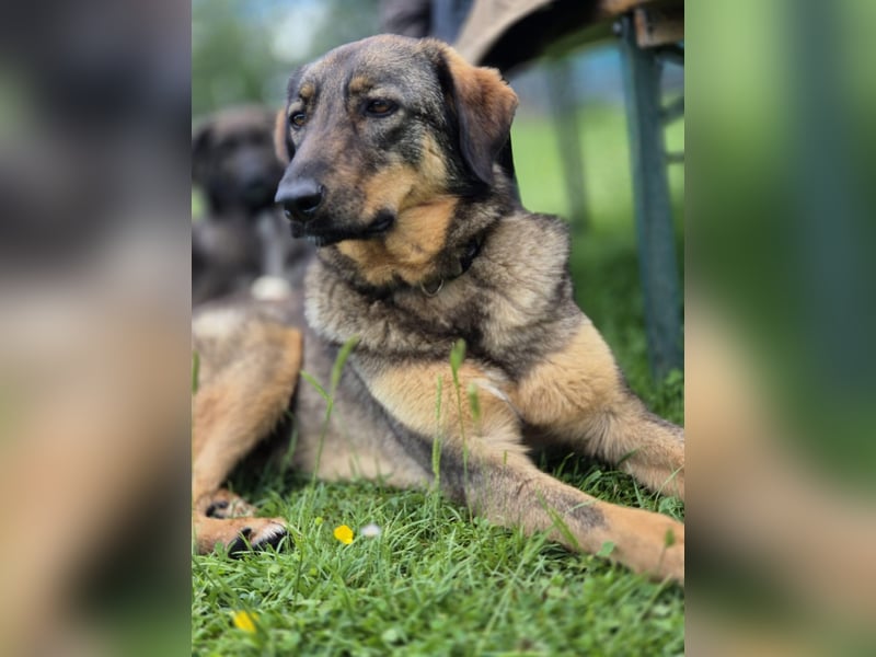 AMY, liebe Frohnatur, 2 Jahre, 59 cm, Mischling, Pflegestelle 57635, Tierschutz Rumänien