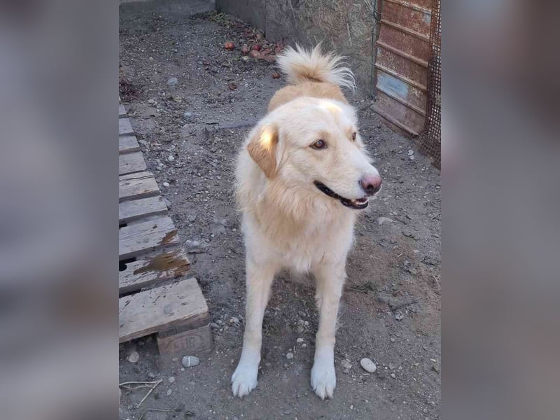 ⭐️CEDRIC⭐️, Goldschatz, Rüde, 3,5 Jahre, 60 cm, Mischling, Tierschutz Rumänien
