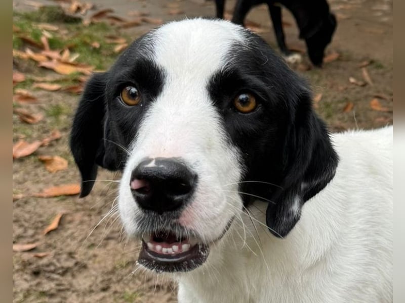 ♥NEISHA♥ neu auf Pflegestelle bei Köln - wunderbare, sanfte, verschmuste Hündin 63 cm