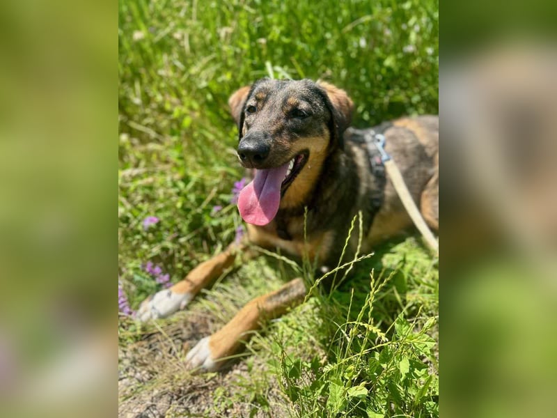 AMY, liebe Frohnatur, 2 Jahre, 59 cm, Mischling, Pflegestelle 57635, Tierschutz Rumänien