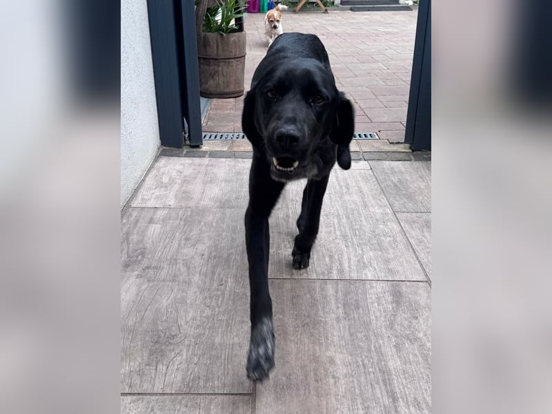 ♥OBELIX♥ neu auf Pflegestelle bei Köln - verschmuster, wahnsinnig toller Traumhund 62 cm