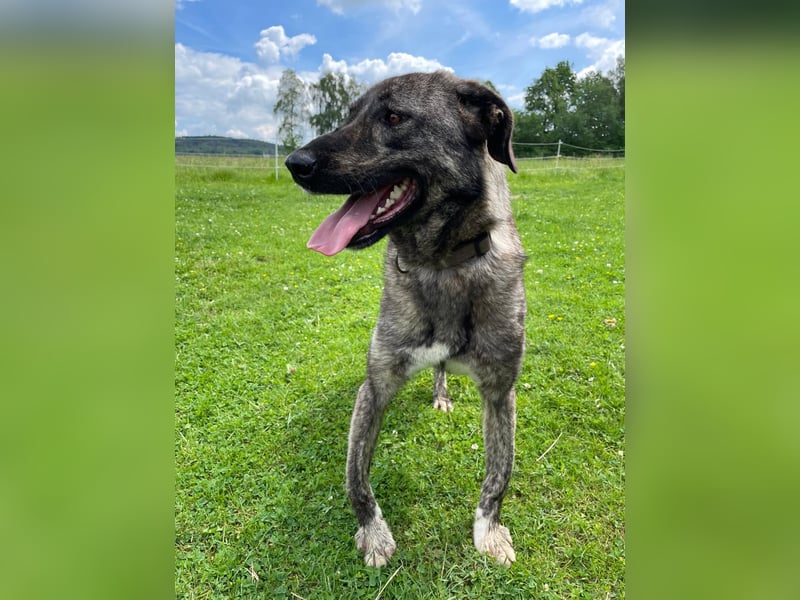 ARI, Seelenhund, Pflegestelle 57635, 2,5 Jahre, 62 cm, Mischling, Tierschutz Rumänien